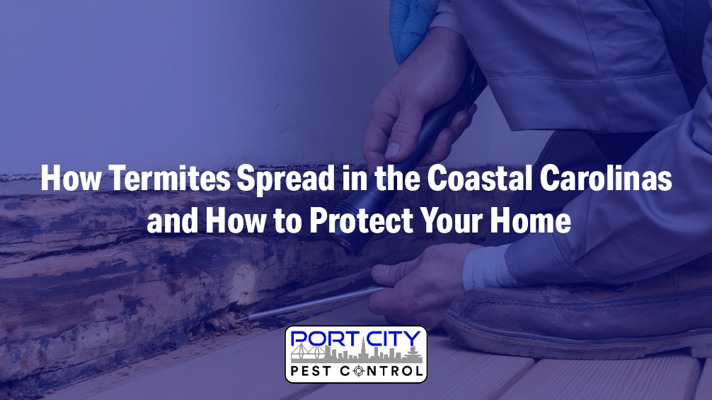 How termites spread through homes